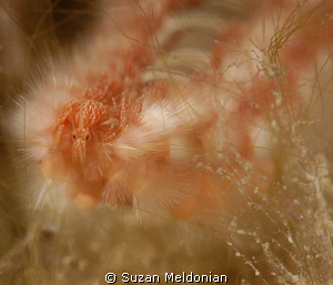 Muck Surfing by Suzan Meldonian 
